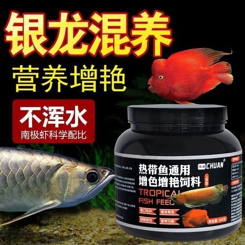 銀龍魚能和元寶魚混養嗎圖片