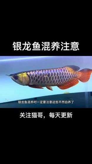 銀龍魚能和元寶魚混養嗎圖片