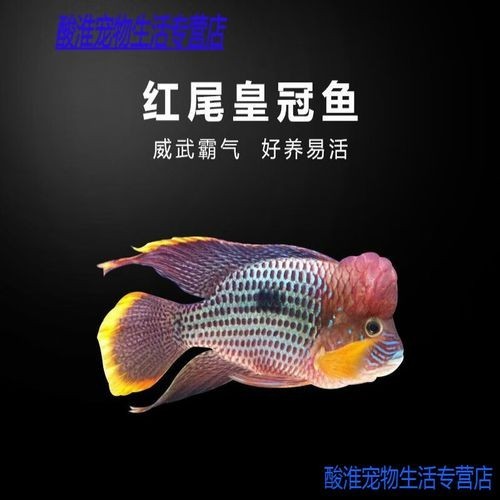 銀龍魚能和元寶魚混養嗎圖片