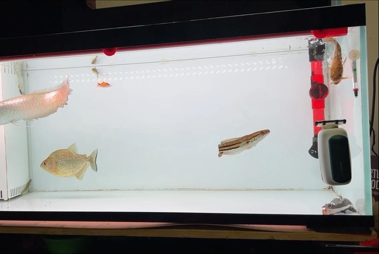 銀龍魚能和元寶魚混養嗎圖片