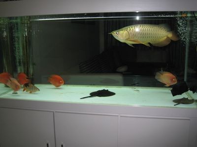 紅龍魚的正確飼養方法圖片視頻教程大全下載安裝（紅龍魚的飼養方法講解視頻）
