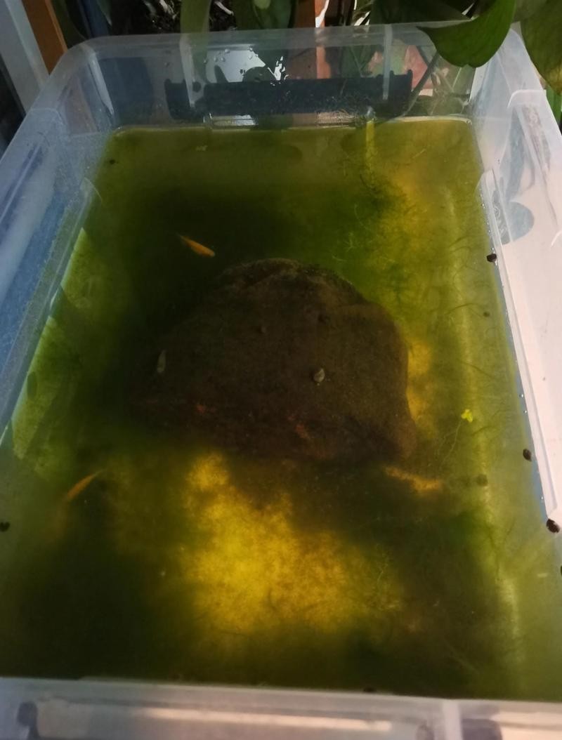 龍魚腹水病會自愈嗎？ 龍魚腹水病會自愈嗎？ 龍魚百科 第3張