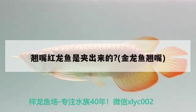 天津市<strong><mark>河西</mark></strong>區(qū)清禾水族器材銷售部（天津市<strong><mark>河西</mark></strong>區(qū)清禾水族器材銷售部電話）