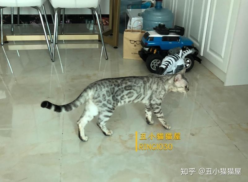 龍貓和貓咪哪個更適合新手？