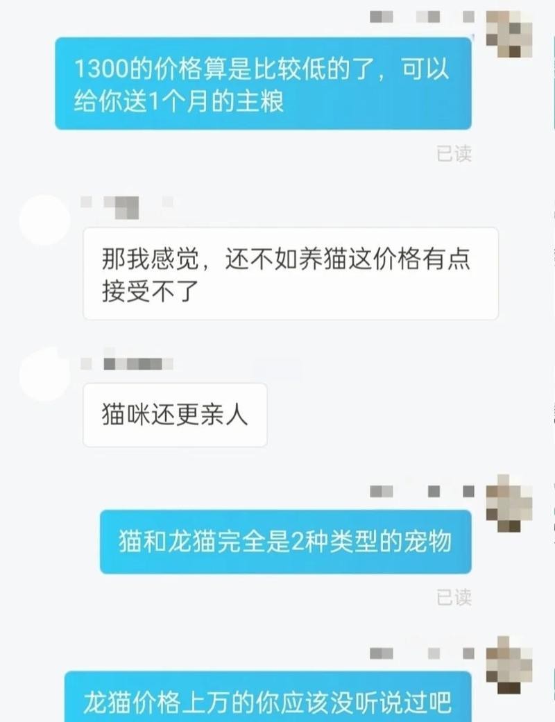 龍貓和貓咪哪個更適合新手？