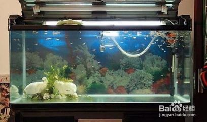 魚缸里的魚文案句子（養(yǎng)魚帶來(lái)的心理益處如何養(yǎng)護(hù)魚缸生態(tài)）