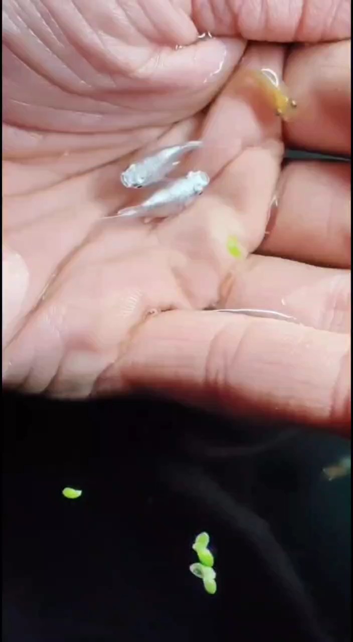 觀背青鳉球體 很哇塞哦