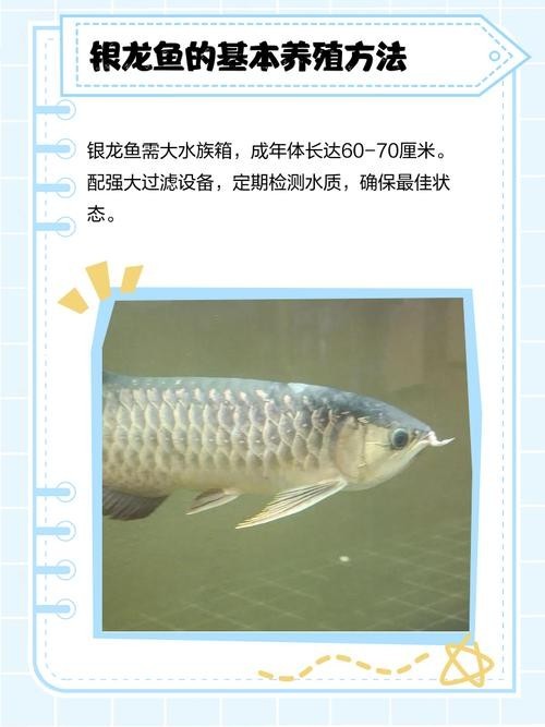 銀龍魚最大能長多大圖片