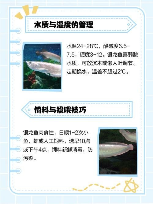 銀龍魚最大能長多大圖片