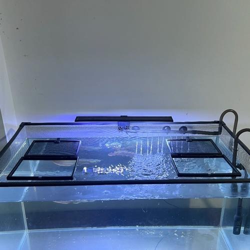 雷龍魚用什么缸好 龍魚百科 第4張 雷龍魚用什么缸好 雷龍魚用什么缸好 龍魚百科 第4張