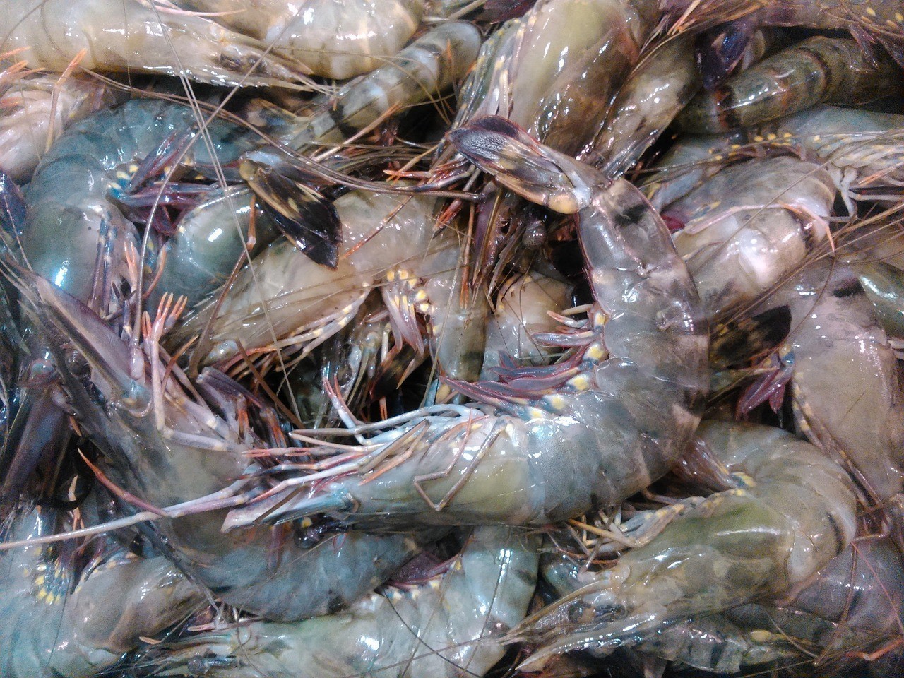 海鮮水產公司起名