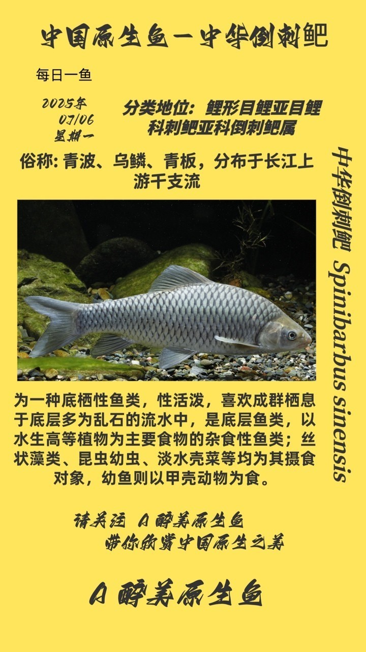 中華倒刺鲃