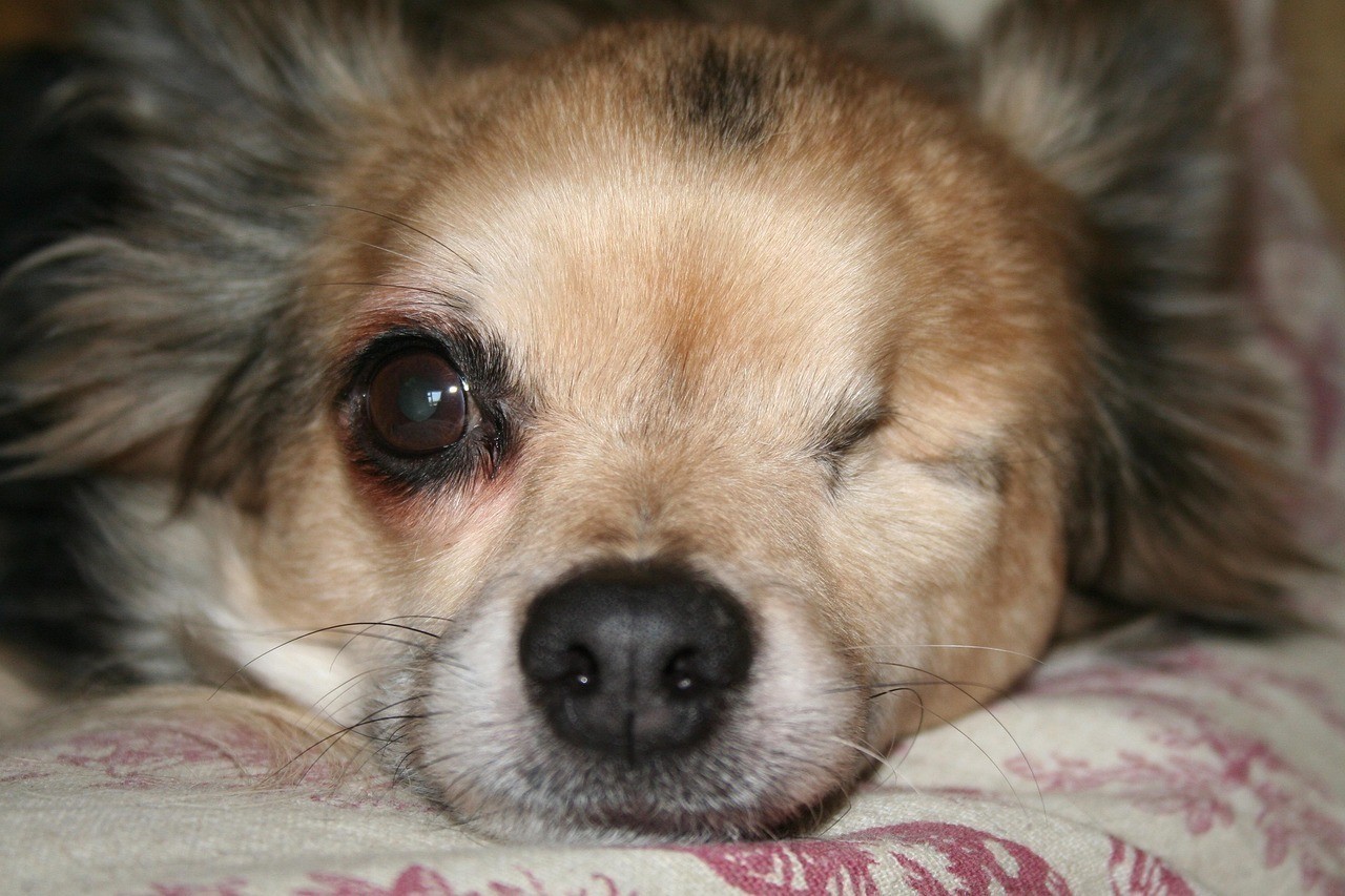 適合家養的小鯊魚