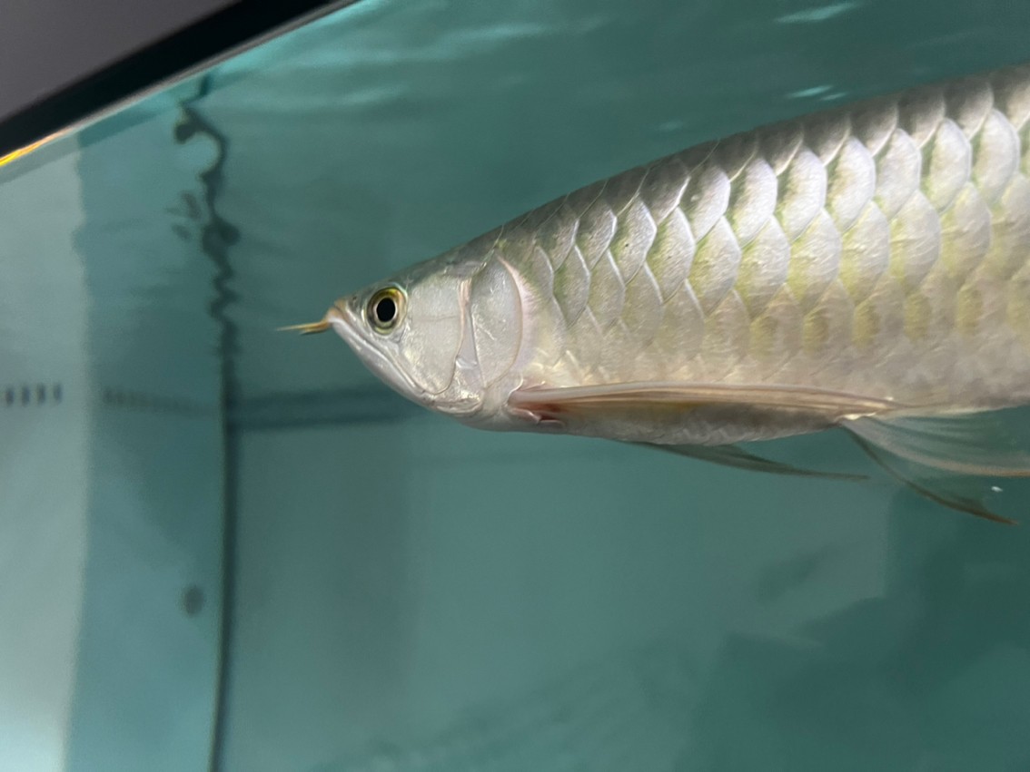 龍魚胸鰭根部紅腫 龍魚胸鰭根部紅腫 龍魚論壇