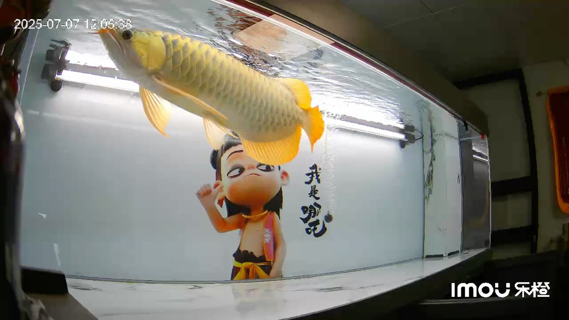 愛了愛了
