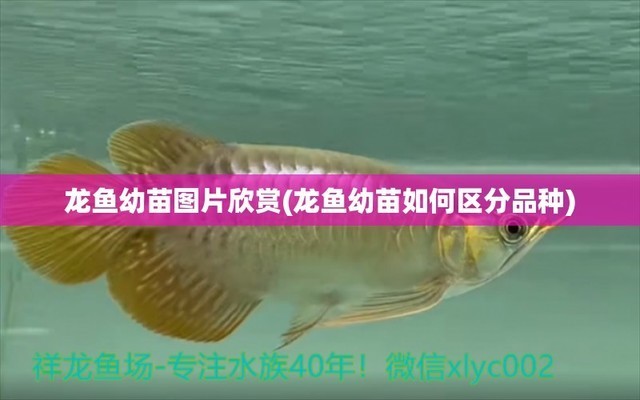 哈爾濱魚缸改造公司和哈爾濱魚缸改造公司電話對(duì)應(yīng)的相關(guān)信息