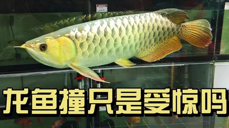 龍魚頭部撞傷后多久是危險期？ 龍魚頭部撞傷后多久是危險期？ 龍魚百科 第4張