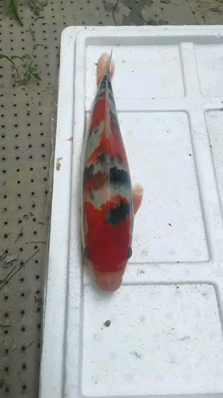 養魚日記 養魚日記 龍魚論壇 第1張