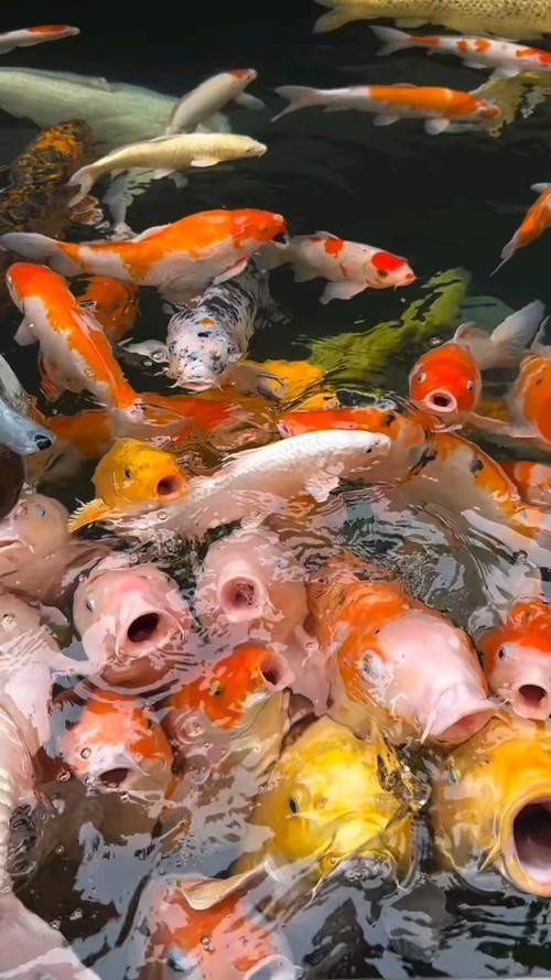銀龍魚圖片大全高清壁紙可愛