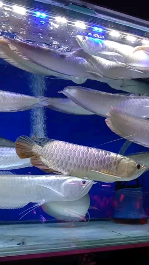銀龍魚圖片大全高清壁紙可愛