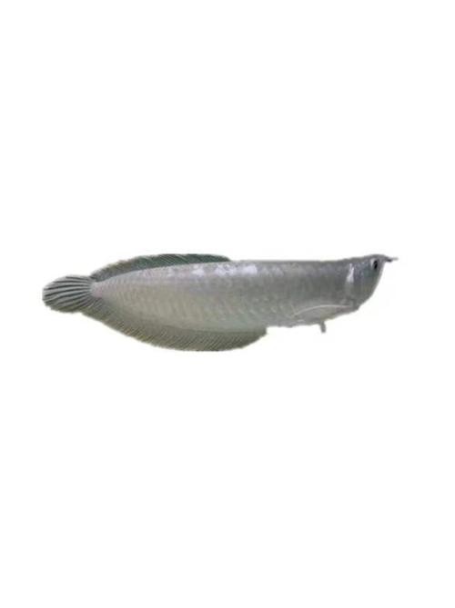銀龍魚圖片大全高清壁紙可愛