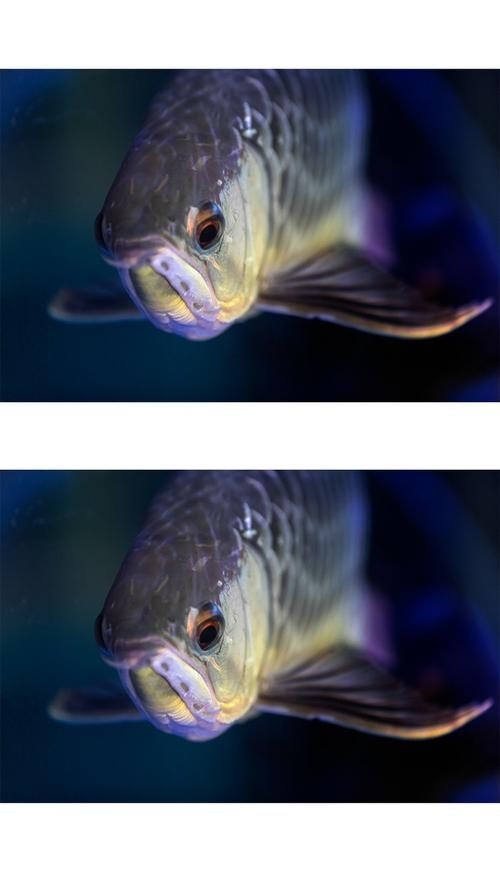 銀龍魚圖片大全高清壁紙可愛