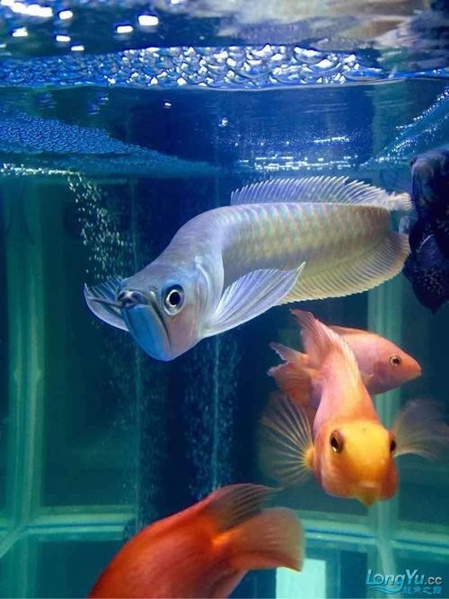 銀龍魚圖片大全高清壁紙可愛