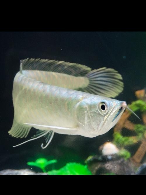 銀龍魚圖片大全高清壁紙可愛