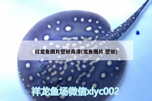 <strong><mark>西和</mark></strong>縣楊春水族器材生活館（<strong><mark>西和</mark></strong>縣楊春水族器材生活館地址）