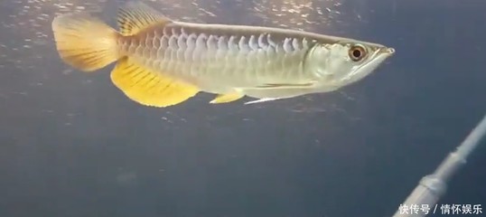 昆明市盤龍區新華水族海水店（昆明市盤龍區新華水族海水店地址） 昆明市盤龍區新華水族海水店（昆明市盤龍區新華水族海水店地址） 全國水族館企業名錄