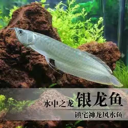 銀色金龍魚多少錢一只啊
