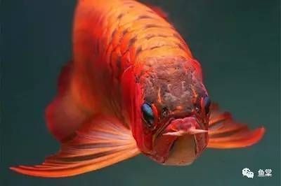 大同市云岡區(qū)依然水族館：