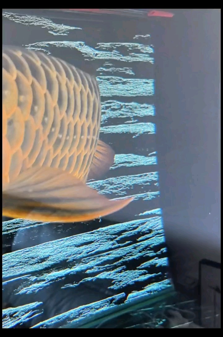 什么魚能和龍魚、虎魚混養(龍魚能和虎魚混養嗎) 周日換水日 龍魚論壇 周日換水日 周日換水日 龍魚論壇