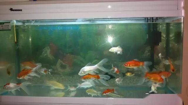 雅彩魚缸過濾系統圖