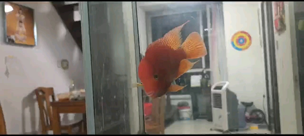 沒開燈也挺紅