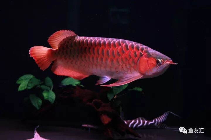 賣了8條龍魚，卻可能要坐30年的牢