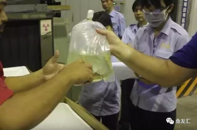 賣了8條龍魚，卻可能要坐30年的牢
