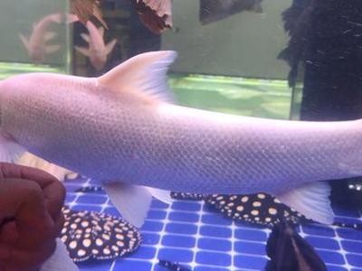 龍魚飼料哪個品牌好（如何自制龍魚飼料）