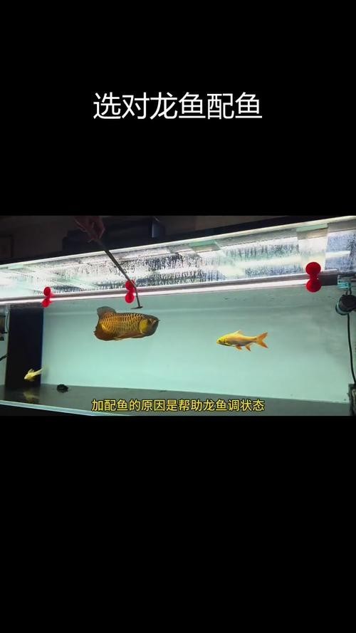 龍魚便宜配魚 龍魚便宜配魚 龍魚百科 第3張