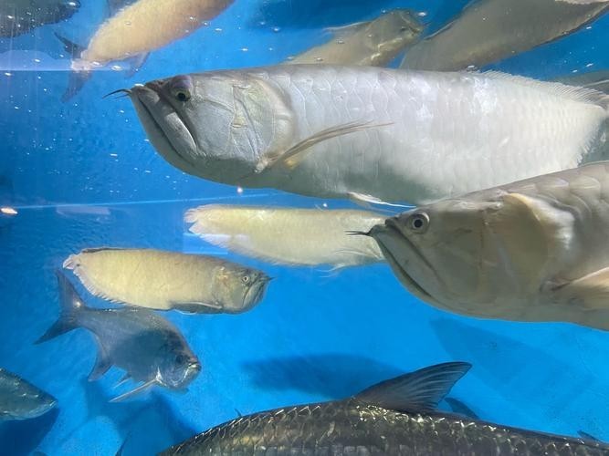 銀龍魚和什么魚混養(yǎng)好看一點(diǎn)兒