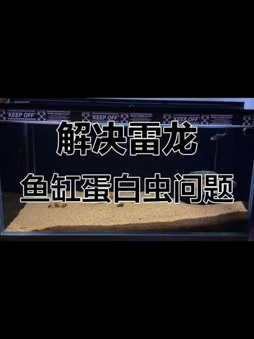 雷龍魚混養什么清潔魚好 龍魚百科 第3張 雷龍魚混養什么清潔魚好 雷龍魚混養什么清潔魚好 龍魚百科 第3張