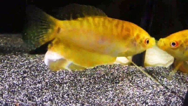 雷龍魚混養什么清潔魚好 雷龍魚混養什么清潔魚好 龍魚百科 第9張