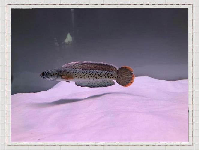 雷龍魚混養什么清潔魚好 龍魚百科 第5張 雷龍魚混養什么清潔魚好 雷龍魚混養什么清潔魚好 龍魚百科 第5張