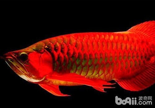 給大魚缸換水的作文:體驗給大魚缸換水的樂趣:體驗給大魚缸換水:給大魚缸換水的作文 廈門市海滄區宏興海福水族館(廈門市海滄區宏興海福水族館電話) 全國水族館企業名錄 廈門市海滄區宏興海福水族館(廈門市海滄區宏興海福水族館電話) 廈門市海滄區宏興海福水族館(廈門市海滄區宏興海福水族館電話) 全國水族館企業名錄