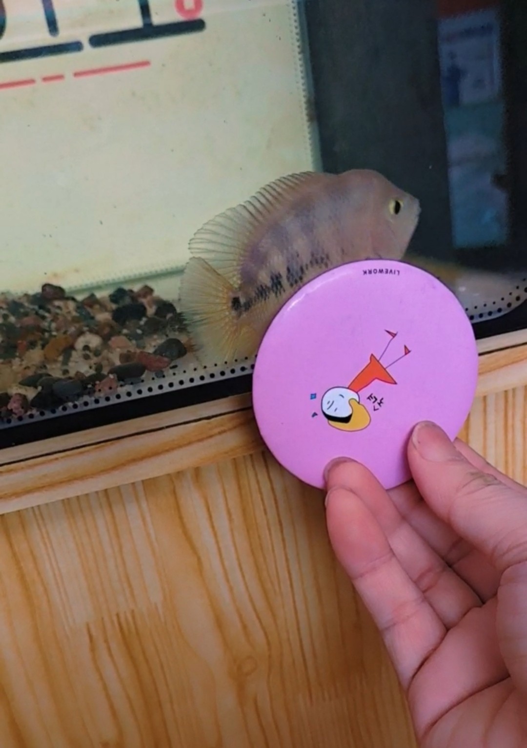 龍魚缸中應該放哪些水草