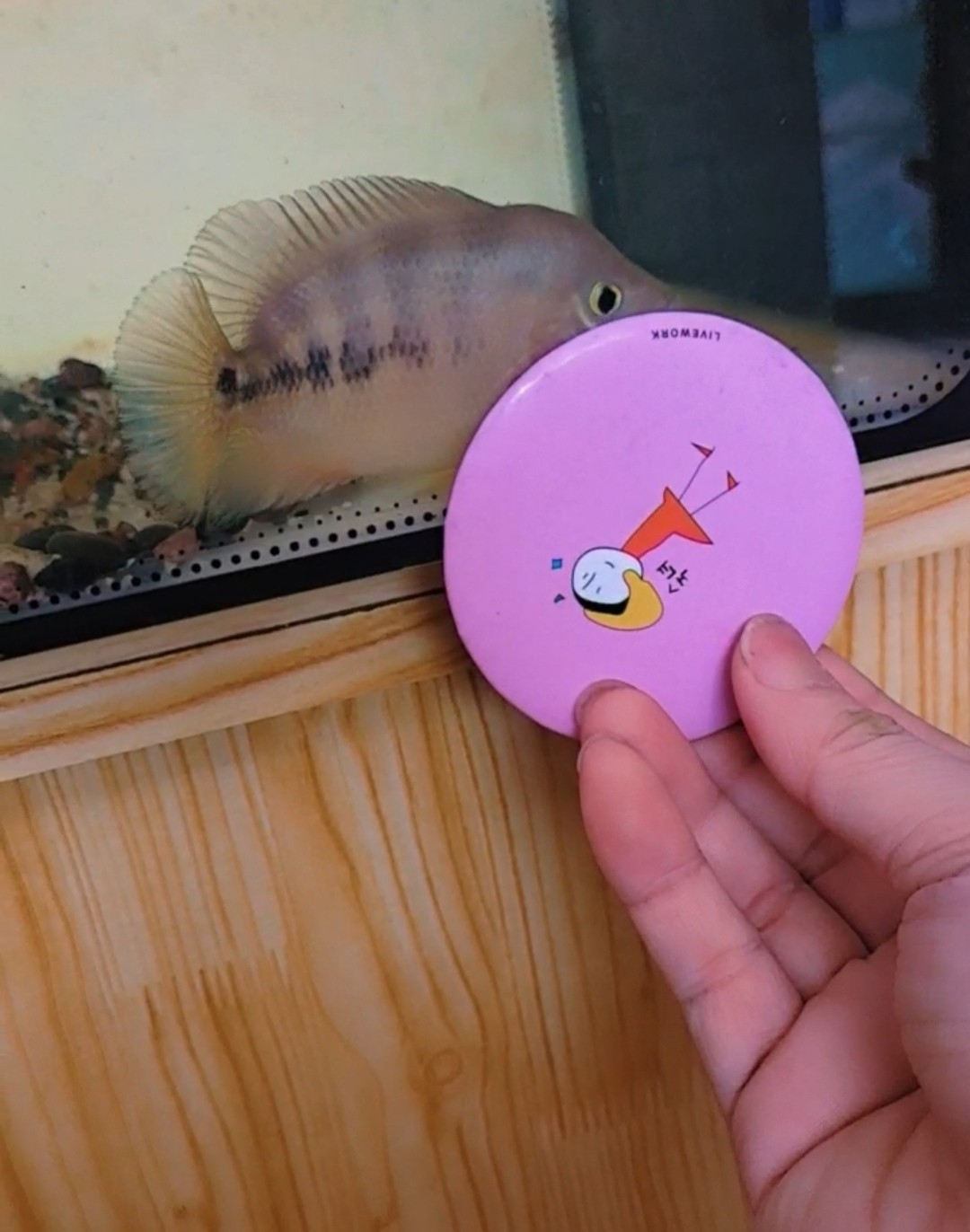 龍魚缸中應該放哪些水草