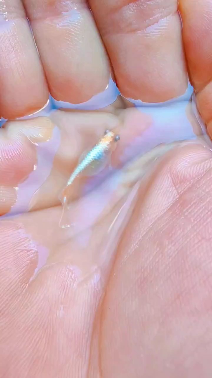 觀背青鳉