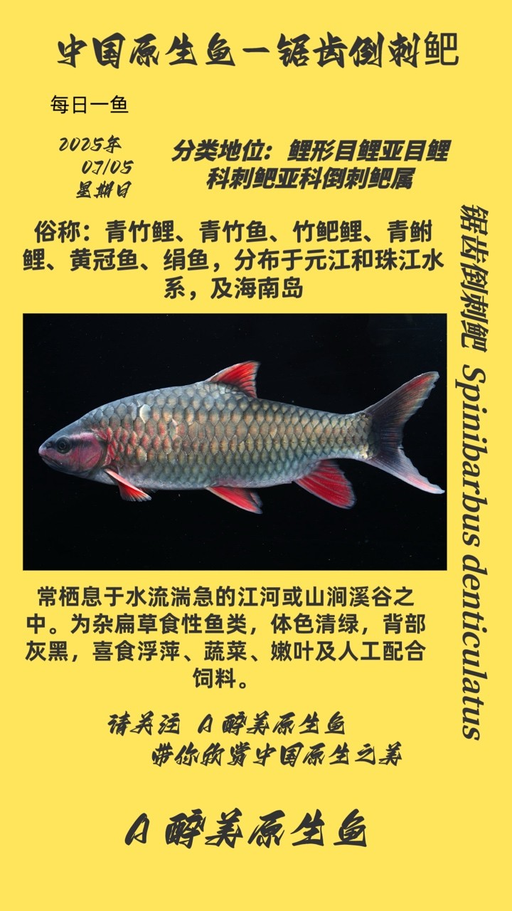 鋸齒倒刺鲃