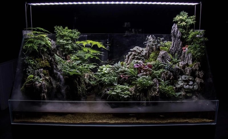 龍魚缸植物多久換一次？ 龍魚缸植物多久換一次？ 龍魚百科 第4張