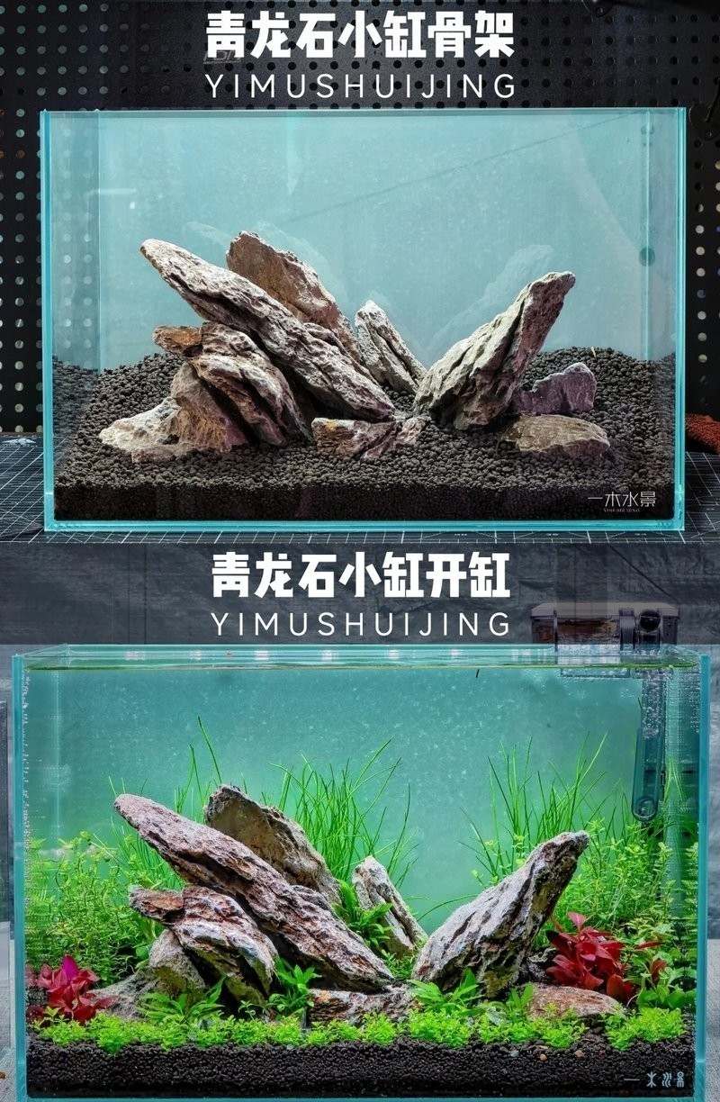 龍魚缸植物多久換一次？ 龍魚缸植物多久換一次？ 龍魚百科 第3張
